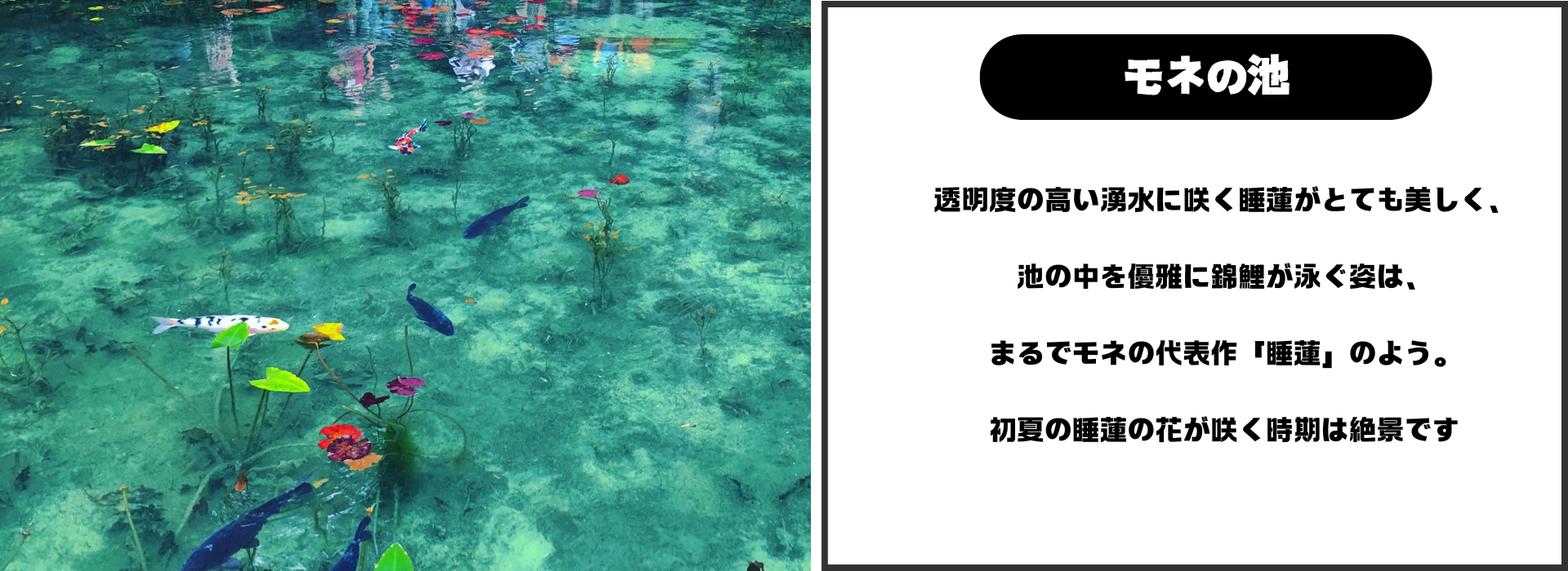 モネの池
