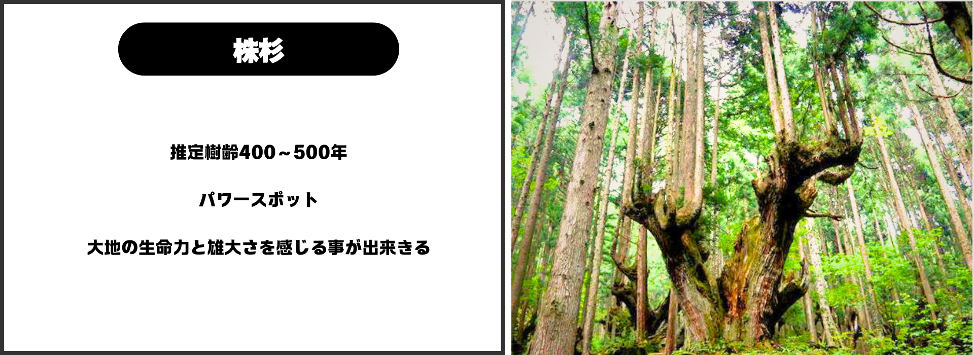 株杉